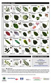 Females are borne on very short axilliary spikes, both appear with the leaves in spring. Leaf Key For Tree Identification Tree Identification Tree Leaf Identification Tree Id
