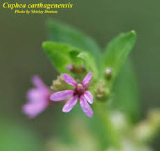 Image result for Cuphea carthagenensis