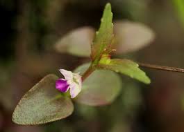 Image result for Linderniella