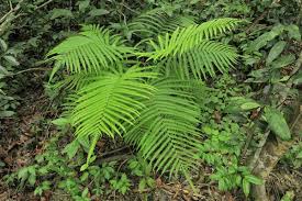 Image result for Amblovenatum opulentum