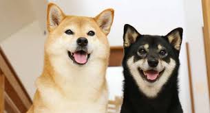 竟然上演越獄秀 the meal training begins! ç†Ÿæ‚‰çš„é¦¬æ–¯å…‹ æŽ¨æ–‡ç¨± æƒ³é¤ŠæŸ´çŠ¬äº† æ„å¤–ä¿ƒæŸ´çŠ¬å¹£ Shib å¤§æ¼²500 éˆæ–°èžabmedia