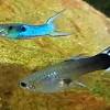 Poecilia is a family of livebearing fish which includes guppies, endlers, and mollies. 1