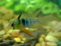 Cruise from ancient south american civilizations to dramatic vistas of rushing waterfalls. South American Cichlid Species For Beginners