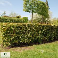 Image result for Berberis julianae