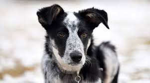 Petitie mini we are located 1 hour north of dallas texas. Border Collie Mixes 30 Different Crossbreeds With Pictures