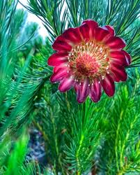 Image result for Protea micans