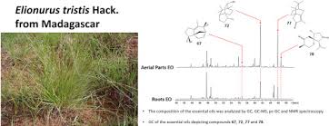 Image result for Elionurus