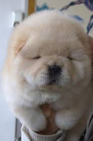 Cross Stitch Pattern Smiling Puppy Patterns So Cute And Real Life