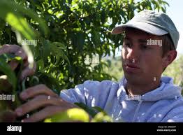 ADVANCE FOR WEEKEND JUNE 10-11** Chad Tagge "thinning" peaches