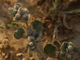 Image result for Glinus lotoides