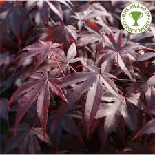 It also makes them perfect for growing in pots. Acer Palmatum Bloodgood Bloodgood Japanese Maple Trees For Sale