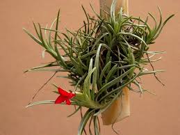 Plante grasse de la famille des crassulaceae, rempotez cette. Ombre Peu D Entretien Plantes D Interieur Increvables