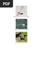 Image result for Persicaria hystricula