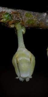 Image result for Rinorea