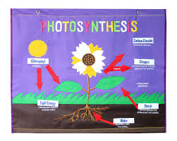 Photosynthesis Cloth Chart