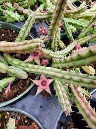 Image result for Huernia procumbens