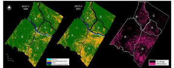 Image result for Rhynchosia pseudoviscosa