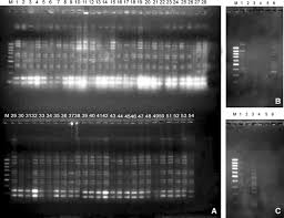 Image result for Cyamopsis serrata