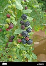 Image result for Phyllanthus reticulatus