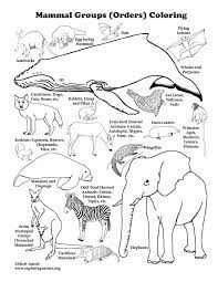 Choose any free printable coloring page among hundreds of cute farm and wild animals, rainforest animals. Mammal Groups Coloring Page