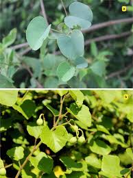 Image result for Cissus welwitschii