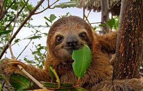 (melursus ursinus) se le reconocen dos subespecies, una en sri lanka (melursus ursinus inornatus) y otra en india (m. Asi Es Como Los Perezosos Se Adaptan A Diferentes Ambientes