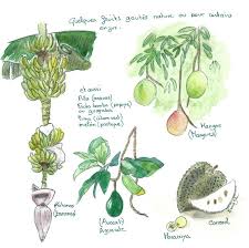 Aquarelle De Fruits Exotiques Fruits Exotiques Exotique Fruits