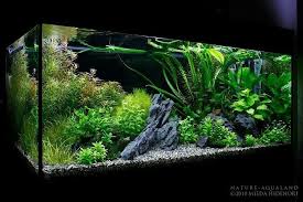 Wasserpflanzen Aquarium In 2020 Aquarium Landscape Nature Aquarium Fresh Water Fish Tank