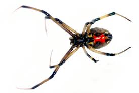 Whether it is from cinematic horror films to an experience a friend or family member has had, these spiders are not exactly known. Beware New Venomous Spider Spotted In Oregon Oregonlive Com