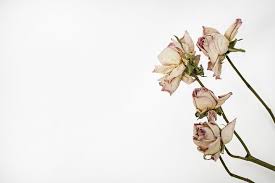 Beschäftigen sie die studierenden mit vorlagen für das fernstudium. 30 Kostenlose Herbarium Und Natur Bilder Pixabay