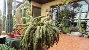 My mom has had this barrel cactus since she was a kid, how can we save it? My Cacti Succulent Indoor Collection In Ireland Update Part One Youtube