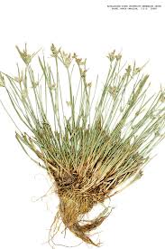 Image result for Cyperus fischerianus