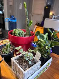 Image result for Kleinia garciana