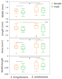 Image result for Physostigma mesoponticum