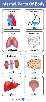 Huge collection, amazing choice, 100+ million high quality, affordable rf and rm images. Parts Of Body Names In English And Urdu With Pictures Download Pdf