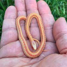 Erythristic Albino Plains Garter Photo By Tx Snakewrangler Snake Cute Reptiles Coral Snake