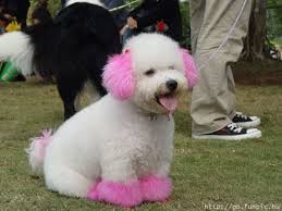 Color Dyed Dogs Dyed Dogs Tumblr Dog Dye Funny Animals Dog Tumblr