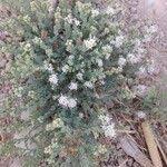 Image result for Cressa cretica