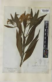 Image result for Microglossa