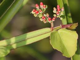 Image result for Cissus glaucophylla
