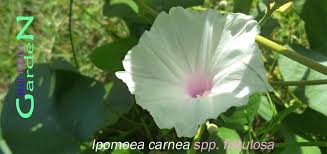 Ipomoea obscura (l.) ker gawl., bot. Ipomoea Carnea Spp Fistulosa Racun Dibalik Bunganya Yang Cantik Bluepurplegarden
