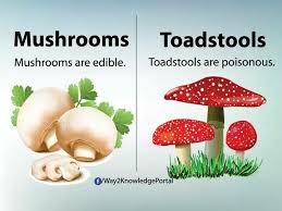 Mushrooms Toadstool English Vocabulary English Grammar English Vinglish