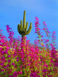 Flowers that have been transplanted to the state are about the same as they are elsewhere. Alice Is Wonderful Arizona Landscape Desert Flowers Nature