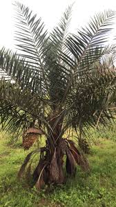 Image result for Syagrus