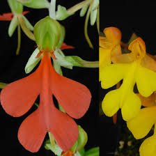 Image result for Habenaria walleri
