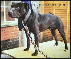 Pin On Games Dogs