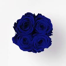 We did not find results for: 4 Preserved Royal Blue Roses In White Box Infinity Roses