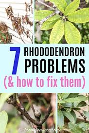 Rhododendron pests and disease harm plants that are stressed due to environmental conditions or injury. Rhododendron Problems What S Wrong With My Rhododendron Gardening From House To Home Rhododendron Problems Plant Problems Rhododendron