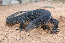 The smallest monitors can grow to a full length of 8 inches 20 centimeters and the largest indonesias infamous komodo dragon v. Asian Water Monitor Wikipedia