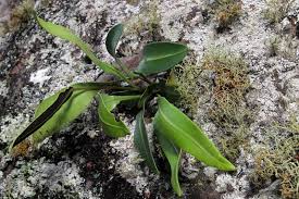Image result for Elaphoglossum aubertii